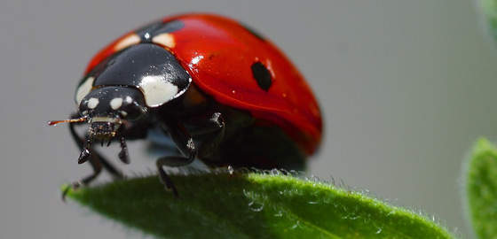 Synthroid is a substitute for the thyroid gland hormone recommended when the physical body is unable to create sufficient of it or there is an imbalance of the hormone triggered by a surgery, radiation therapy or cancer.